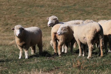 Sheep